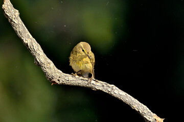Willow warbler en la rama con fondo verde oscuro (Phylloscopus trochilus) Ojén Málaga España 