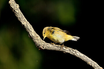 Willow warbler en la rama con fondo verde oscuro (Phylloscopus trochilus) Ojén Málaga España 