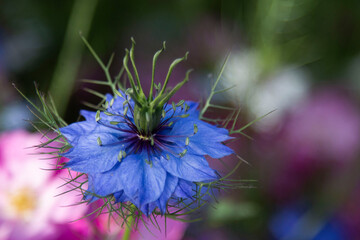 Nigelle de Damas