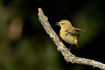 Willow warbler en la rama  (Phylloscopus trochilus)