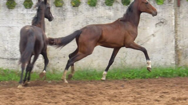 A couple of graceful akhal-teke fillies in paddock