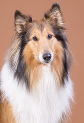 Collie