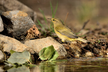 Willow warbler posada en las piedras del estanque del parque  (Phylloscopus trochilus) Ojén Málaga España 