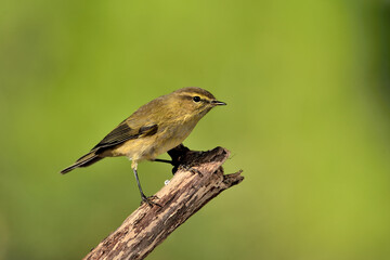 Willow warbler en la rama con fondo verde claro (Phylloscopus trochilus) Ojén Málaga España 