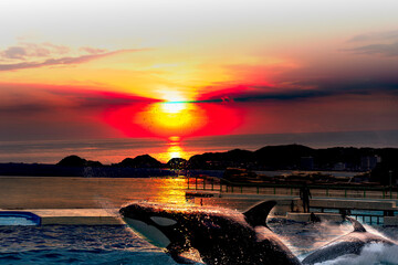 夕暮れのシャチ © Paylessimages