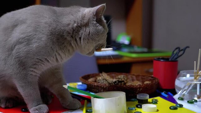 Sly British Cat Jumped on Table and to Steal Paint Brush. Thief. Animal Instinct