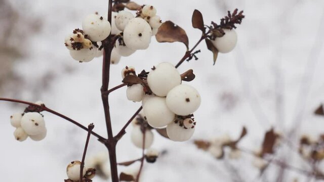 Bush of snowberry sways in the wind. Snow winter background. Dry berries