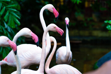 Flock of pink flamingos in the zoo pond