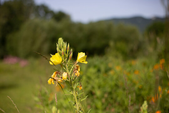Onagre Bilder Durchsuchen 97 Archivfotos, und Videos