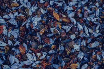 autumn leaves in the forest