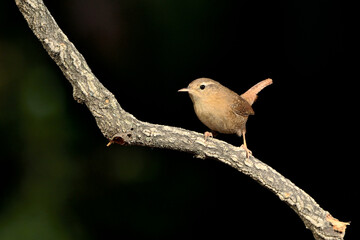 Chochín común posado en una rama con fondo verde oscuro  (Troglodytes troglodytes) Ojén Málaga España 