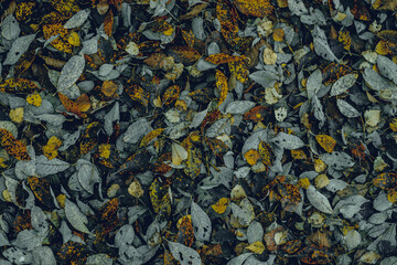 autumn leaves in the forest