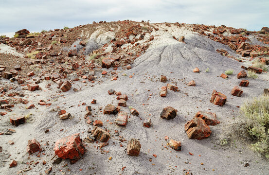 Purple Earth And Wood At Petrified Forest National Park