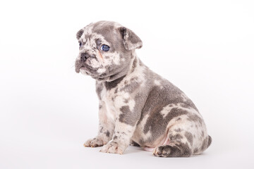 Obraz premium Französische Bulldogge 