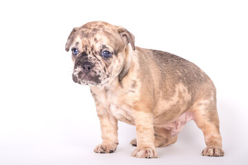 Obraz premium Französische Bulldogge 