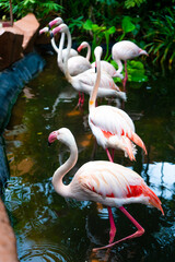 Flock of pink flamingos in the zoo pond