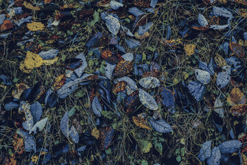 autumn leaves in the forest