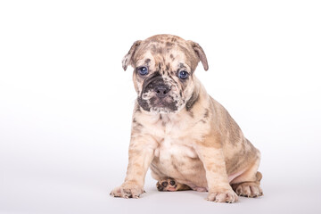 Französische Bulldogge 
