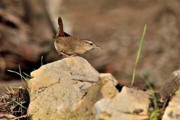 Chochín común en una piedra (Troglodytes troglodytes) Ojén Málaga España 