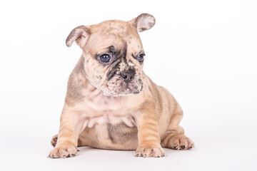 Französische Bulldogge 