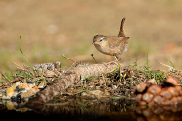 Chochín común en el parque (Troglodytes troglodytes) Ojén Málaga España 
