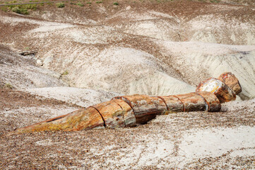 Cut Up Log at Petrified Forest National Park