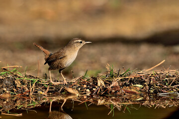Chochín común en el parque (Troglodytes troglodytes) Ojén Málaga España 