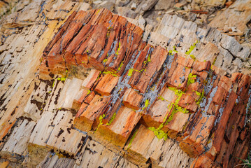 Bright Wood at Petrified Forest National Park