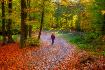 Fototapeta premium Image of colorful leaves falling down from tree branches in autumn. (Yedigöller). Yedigoller National Park, Bolu, Bursa, Istanbul. Turkey.