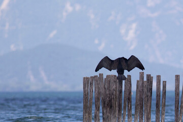 Corbeau lac du Bourget