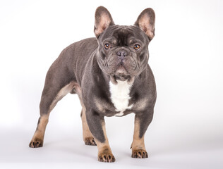 Französische Bulldogge 