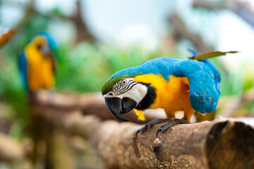 Blue yellow parrot macaw sitting on branch