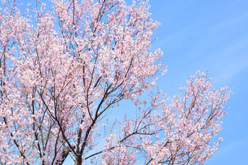 青空と桜の木