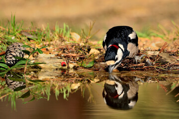 pico picapinos bebiendo y reflejado en el estanque (Dendrocopos major) pájaro carpintero  Ojén Málaga España 