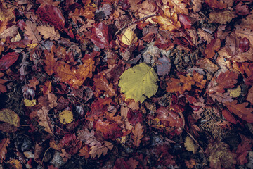 autumn leaves in the forest
