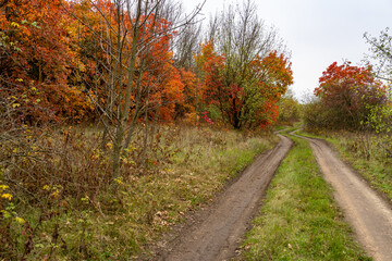 Fototapeta premium Dirt road in autumn forest