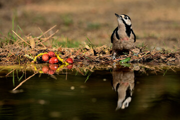 pico picapinos bebiendo y reflejado en el estanque (Dendrocopos major) pájaro carpintero  Ojén...
