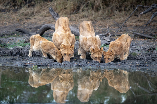 A pride of lions, Panthera leo, drink at a waterhole simaltaneously, reflections in the water 	