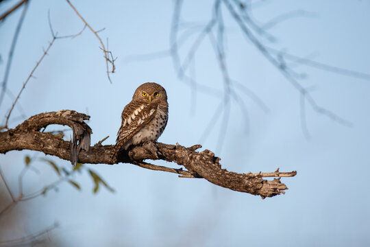 A barred owl sits on a branch, Strix varia, direct gaze, blue sky background	
