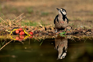 pico picapinos bebiendo y reflejado en el estanque (Dendrocopos major) pájaro carpintero  Ojén...