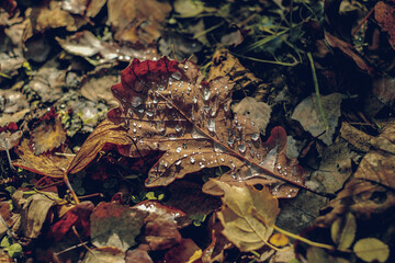 autumn leaves in the forest