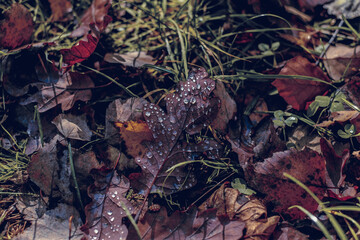 autumn leaves in the forest