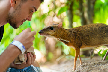 The guy feeds Kanchil from his hands at the zoo