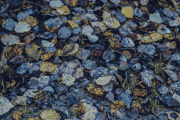 autumn leaves in the forest