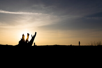 Fototapeta premium man at the sea in backlight