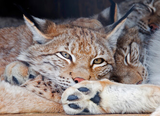 Northern lynx.
This is the largest of all lynxes. Paws are large, well-pubescent in winter, which allows the lynx to walk through the snow without falling through. Long tassels on the ears.