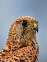 The common kestrel Falco tinnunculus is a bird of prey