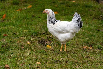 White hen in wildlife
