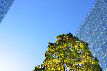 新緑とビルディング