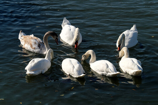 Eine Gruppe von sieben Schw&auml;nen auf dem Wasser - Stockfoto